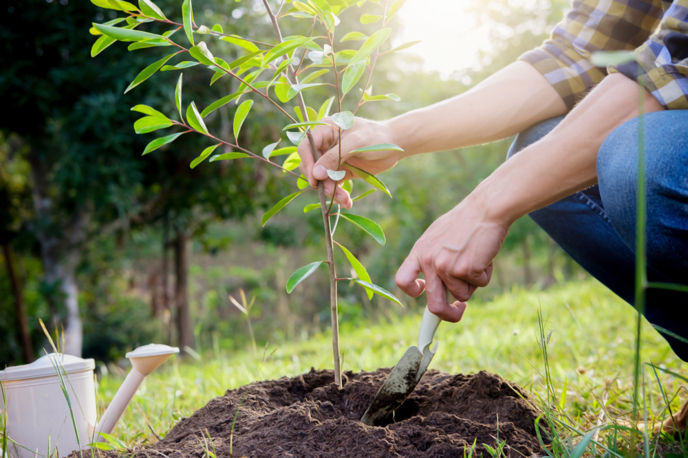 Осень пора сажать деревья.